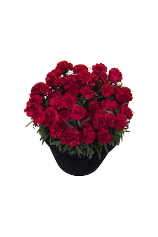 Kokulu Sweet Pleasure Dark Red Karanfil Çiçeği Fidesi 2 Adet