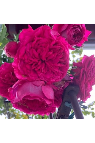 Tüplü Aşılı Yediveren Katmerli Laguna Fc Masal Gülü Fidanı