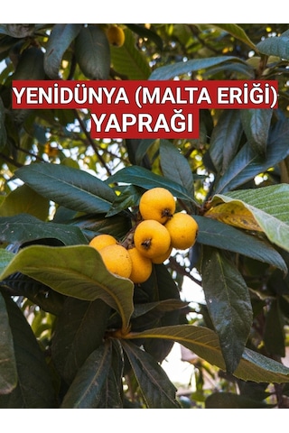 250 Gr. Yeni Dünya - Malta Eriği Yaprağı Dalından Günlük Toplama