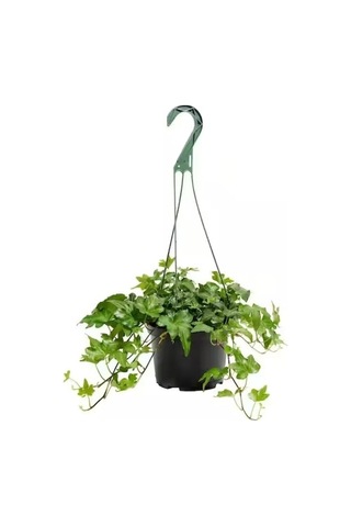 Askılı Saksıda Ingiliz Sarmaşığı Bitkisi Hedera Helix