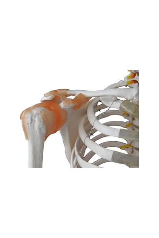 İnsan İskeleti Modeli 180Cm Kaslar Bağlar Ligamentli Tekerlekli