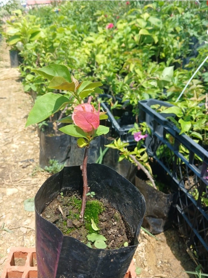Pembe Begonvil Fidanı 10-20 Cm