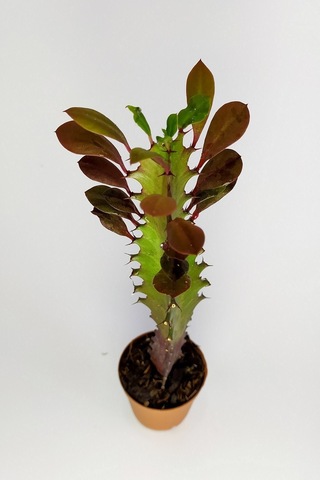 Euphorbia Trigona Royal Red Nadide Tür Kaktüs Özel Tür Kaktüs