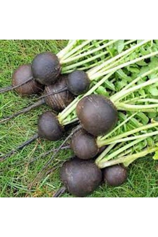 100 Adet Siyah Turp Sebze Tohumu