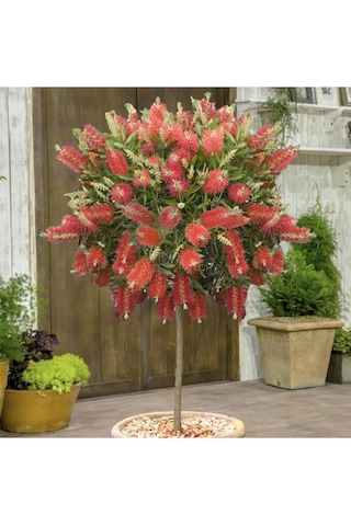 Tüplü Fırça Çalısı Fidanı 45-80 Cm
