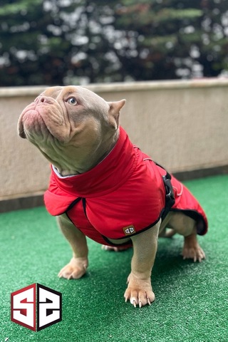 Salya Store Büyük Ve Orta Irk Su Geçirmez Köpek Montu Bkm-101
