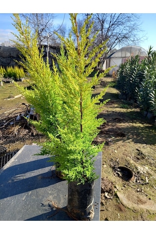 10 Adet Limon Çamı, Limon Servi 60-80 Cm. Siyah Poşette
