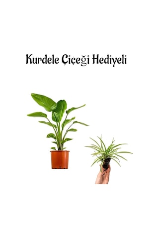 Bakımlı Starliçe Cennet Çiçeği Strelitzia Bitkisi Kadınlar Gününe Özel Kurdele Çiçeği Hediyeli