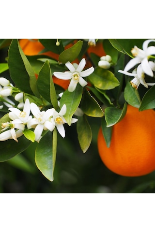 Satsuma Mandalina Fidanı Bol Verimli