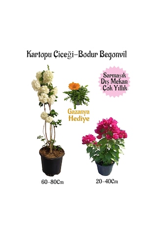 Kartopu Çiçeği 1 Adet+pembe Bodur Begonvil 1adet+turuncu Gazanya Hediyeli Saksılı Bahçe Seti