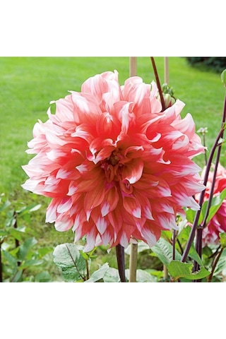 10adet Pembe Beyaz Renk Yıldız Çiçeği Dahlia Tohumu + 10 Adet Hediye Karışık Renk Gül Çiçek Tohumu