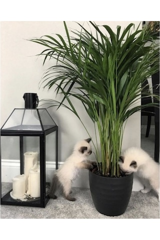 Areka Palmiyesi 20-25 Cm