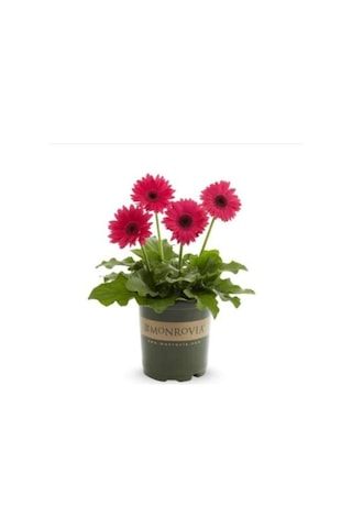 Nadir Karışık Gerbera Çiçeği Tohumu 5 Tohum Çiçek Tohumu