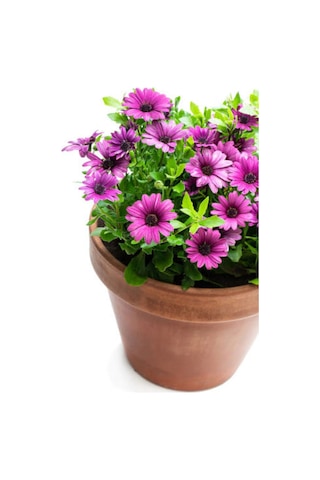 Videolu Bodrum Papatyası Mor Renkli 20 45 Cm 2 Adet Saksılı Canlı Renkli Osteospermum