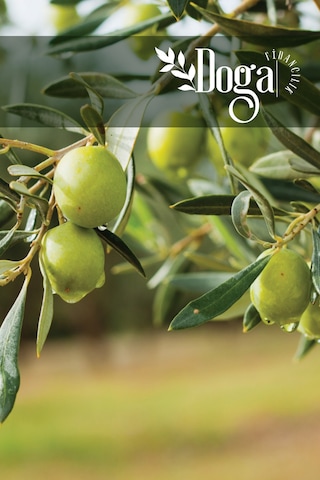 9 Adet Aşılı Gemlik Trilye Zeytin Fidanı 2 Yaş