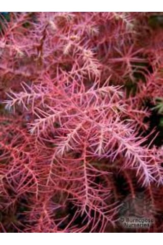 Cryptomeria Japonica Elegans Kadife Çam Fidanı 40-60 Cm Arası