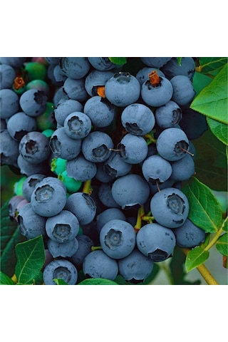 Tüplü Brigitta Yaban Mersini Likapa Blueberry Fidanı