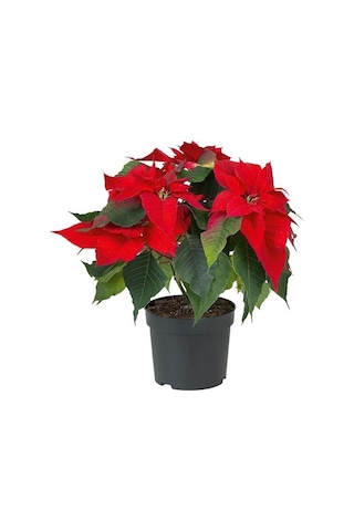 Poinsettia Atatürk Çiçeği 30-40 Cm