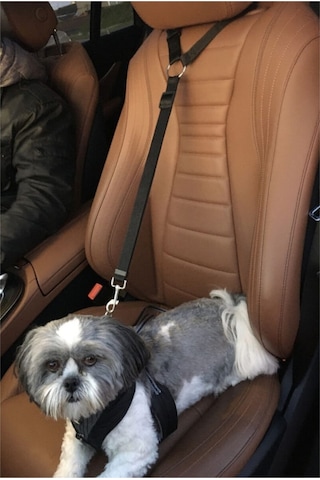 Ankaflex Kedi Köpek Araç Araba Koltuk Başlığına Takılan Oto Tasma Siyah