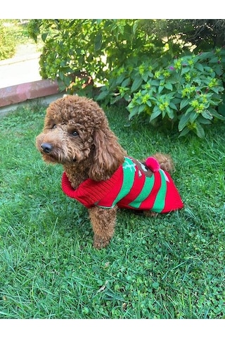 Miniş Kırmızı Xmas Deer Küçük Köpek Kazağı