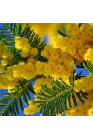 Sarı Mimoza Fidanı 50-60cm Boy