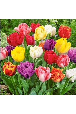 Karışık Mixed Lale Soğanı 50 Soğan