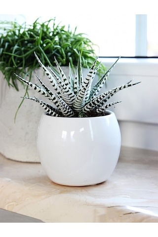 Zebra Sukulent Haworthia Fasciata Alba Beyaz Benekli Özel Tür Suk