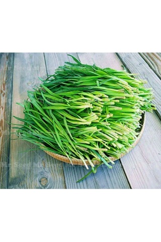 Evde Yetiştir Frenk Soğanı Ekim Kiti Tohum - Saksı - Toprak