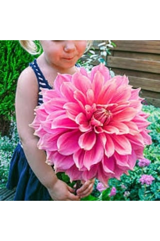 30 Adet Karışık Renkli Dahlia Yıldız Çiçeği Tohumu