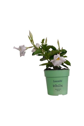 Mandavilla / Sandavilla Çiçeği Beyaz Renk