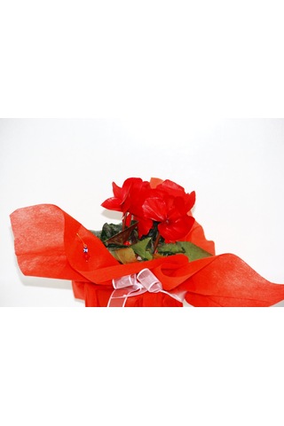 Kırmızı Siklamen Çiçeği - Yılbaşı Çiçeği Hediyelik
