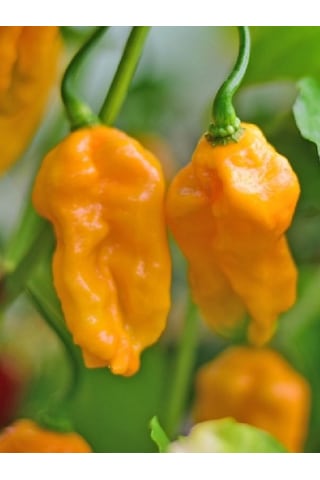 Carolına Reaper Yellow Pepper / 1.8 Milyon Scoville - Gerçek Taze Acı Biber