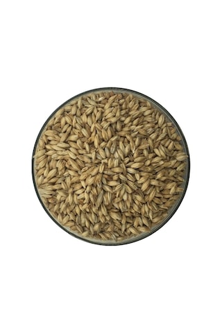 Hitit Malt Pilsner Arpa Maltı 1 KG Hitit Malt Pilsner Arpa Maltı 1 KG