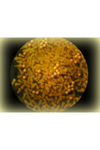 Artemia Zenginleitirici 50 G