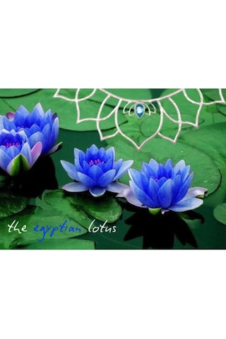 Mavi Lotus Çiçeği Tohumu & Nelumbo Tropikal Çiçek Tohumları 2 Adet Tohum