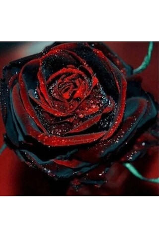 5 Adet Red And Black Rose Gül Tohumu