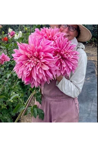 Xxl İri Çiçekli Maki Dahlia Yıldız Çiçeği Soğanı Yumrusu 1 Adet