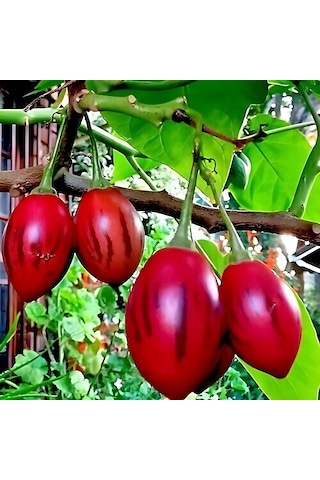 Tamarillo Domates Ağacı 100-150 Cm Meyve Verme Durumunda