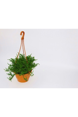 Crassula Muscosa Sukulent 5 Adet - Askılı Saksıda