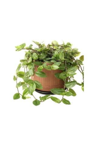 Tradescantia Flumensis Telgraf Çiçeği Fidesi 5 Adet