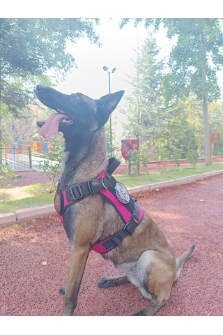 Tactical Göğüs Tasması Taktik Tasma Pembe