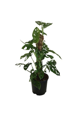 Monstera Obliqua - Sarmaşık Cins Deve Tabanı 80-100 Cm