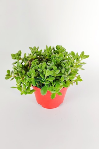 Crassula Rogersii Sarkan Sukulent Minik Yeşil Kadife Yapraklı 8.5