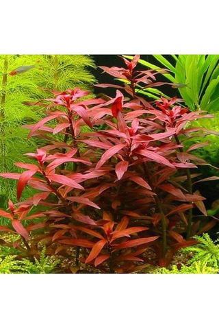 Peruensis Saksı Canlı Bitki P112 Çok Renkli