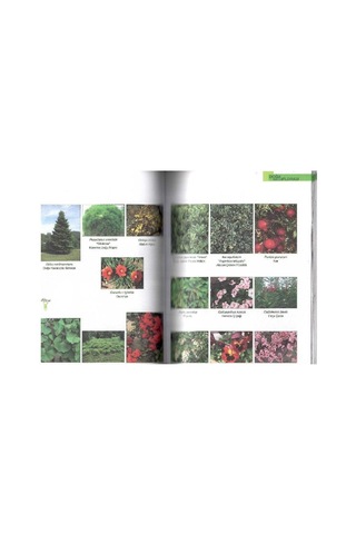 Doğa Koleji Florası - Toplam 300 Adet Ağaç Çalı Ve Otsu Bitki Botanik Özellikleri Kullanım Olanakları Yayılış Alanları Özgün Resimler