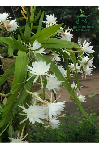 Beyaz Renk Atlas Çiçeği Sarkıcı Bitki 10-20cm White Epiphyllum