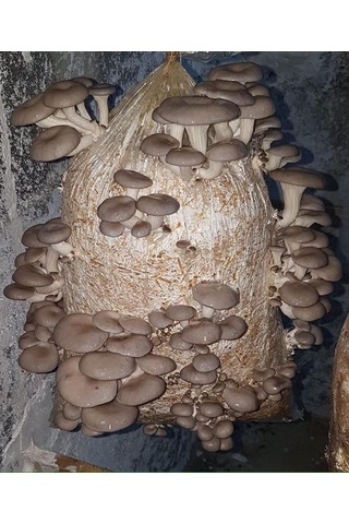 8 L 4 KG İstiridye Mantarı Miseli Kompost