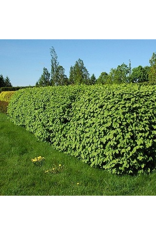 Lonicera Pileata Bodur Hanımeli Fidanı