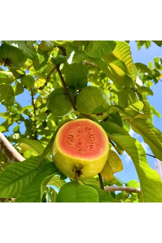Pembe Guava Fidanı Pink Guava - 50-70 Cm Büyük Boy Tüplü Egzotik Meyve