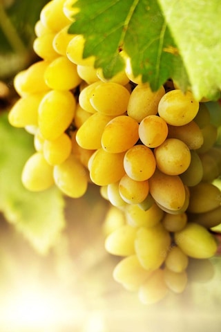 Intense Natural Üzüm Çekirdeği Yağı Soğuk Sıkım 50 ML